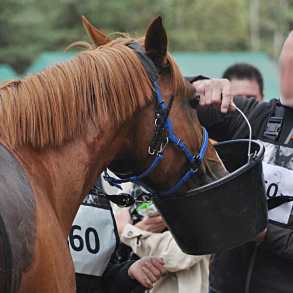 le cheval doit boire à volonté avec la prise d'electrolyte