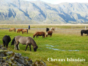 chevaux islandais vivant les pieds dans l'eau
