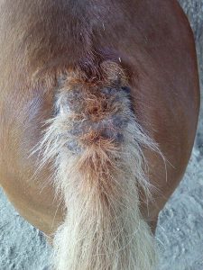 cheval qui se gratte la queue à cause de la dermite estivale
