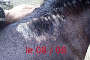 Les symptomes de la dermite estivale du cheval après 18 jours de Dermite Protec