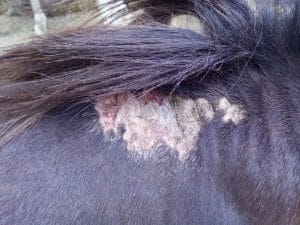 dermite estival symptomes d'un cheval qui se gratte