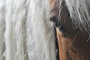 utilisation de flore eye protec pour l'oeil du cheval