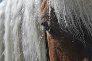 utilisation de flore eye protec pour l'oeil de cheval