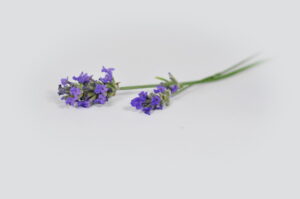 la lavande entre dans la composition du baume anti mouche cheval