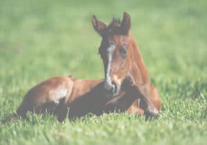 Les idées cadeau autour du cheval en bon d'achat etik natura